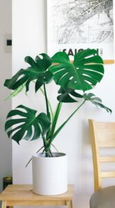 A monstera