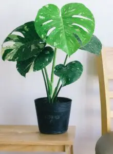 A monstera on the article What Soil Should You Use For a Monstera?