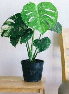 A monstera