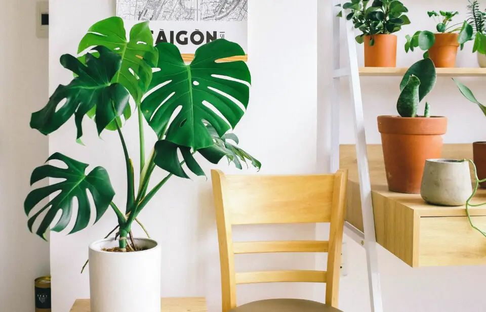 A monstera on the article Why Does my Monstera have Small Leaves