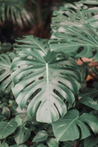 A green split leaved foliage plant