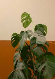 A monstera on the article Why is Your Monstera Leaves Turning Yellow (Causes & Fixes)