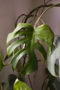 A green split leaved foliage plant