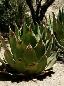 An agave