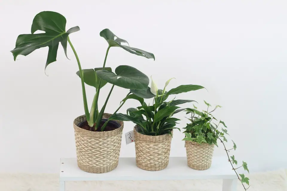 A monstera on the article Monstera Light Requirements