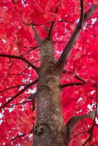 A red maple on the article What are the Common Bloodgood Japanese Maple Tree Problems
