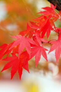 A red maple tree