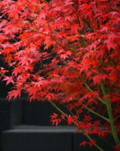 A red maple tree