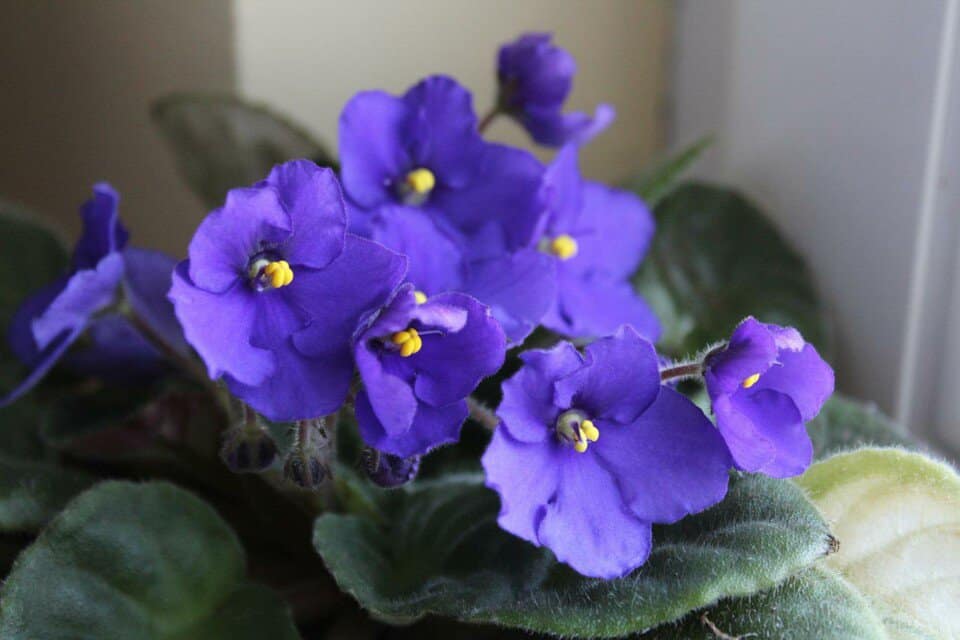 A African Violet on the article African Violet vs Violet