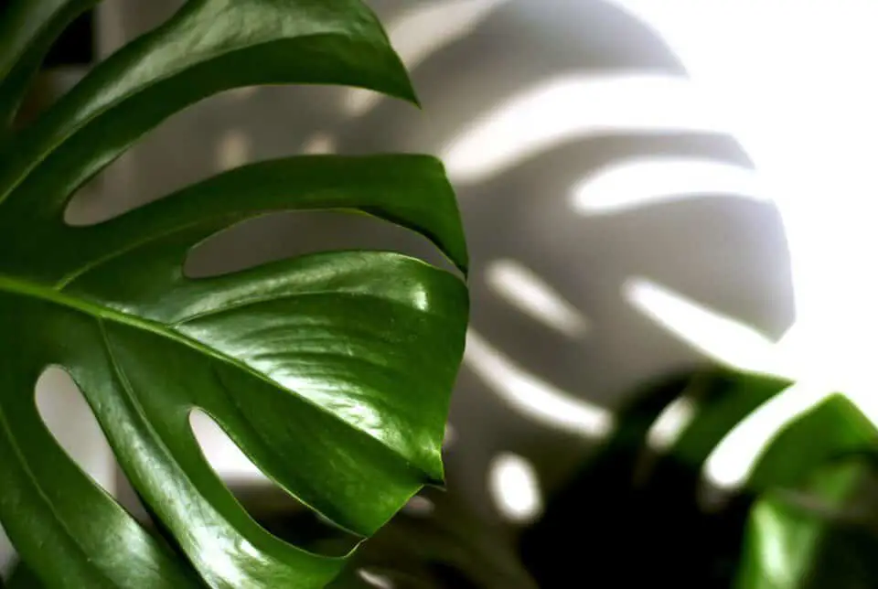 A philodendron on the article Why is My Philodendron Turning Red