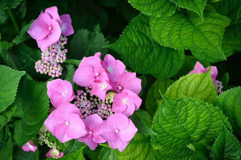 A hydrangea on the article Can Hydrangeas Grow Indoors