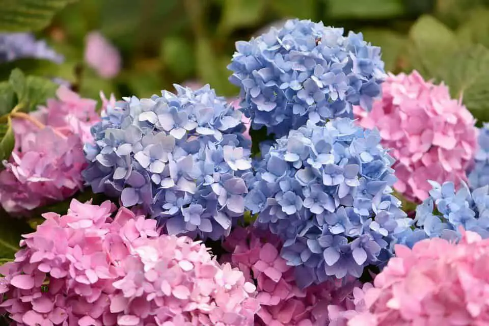 A hydrangea on the article What to Plant with Hydrangea