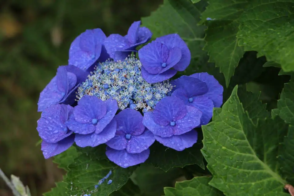A hydrangea on the article Can Hydrangea Grow in Shade