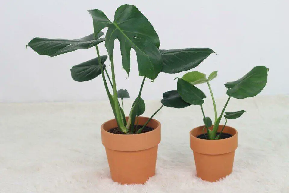Can a Monstera Purify the Air? Can Other Houseplants Purify?