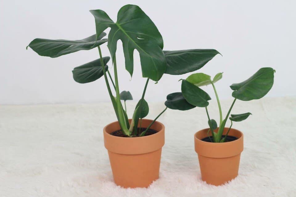 A monstera on the article How to Choose The Best Pot for a Monstera