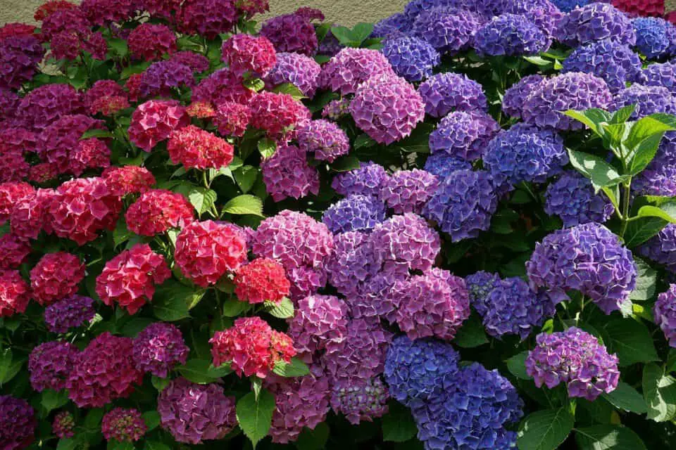 A hydrangea on the article Can you Split a Hydrangea