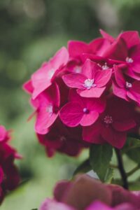 A hydrangea