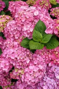 A hydrangea