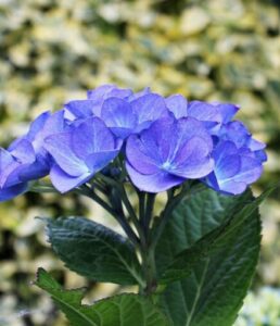 A hydrangea