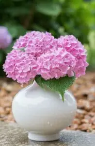 A hydrangea on the article Why is your Hydrangea Turning Yellow