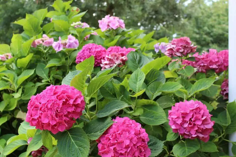 A hydrangea on the article When to Transplant a Hydrangea