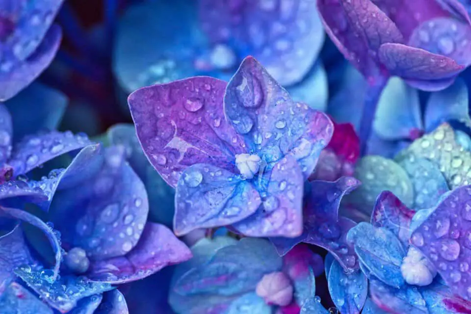 A hydrangea on the article Hydrangea Water Requirements