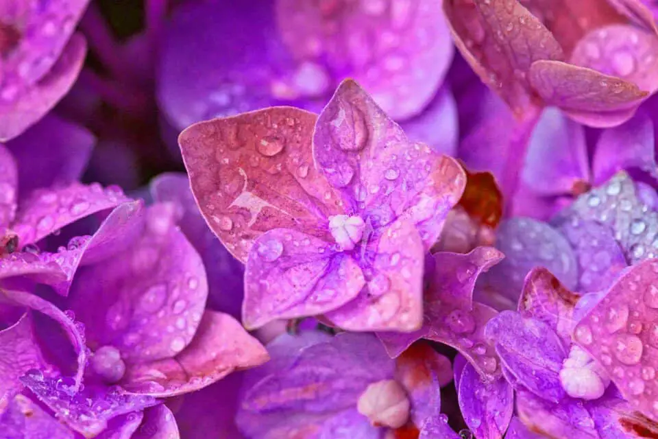 A hydrangea on the article Can Hydrangeas Survive Frost