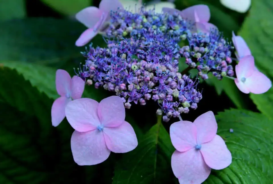 A hydrangea on the article Why is your Hydrangea Wilting