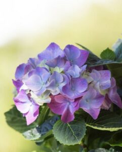 A hydrangea