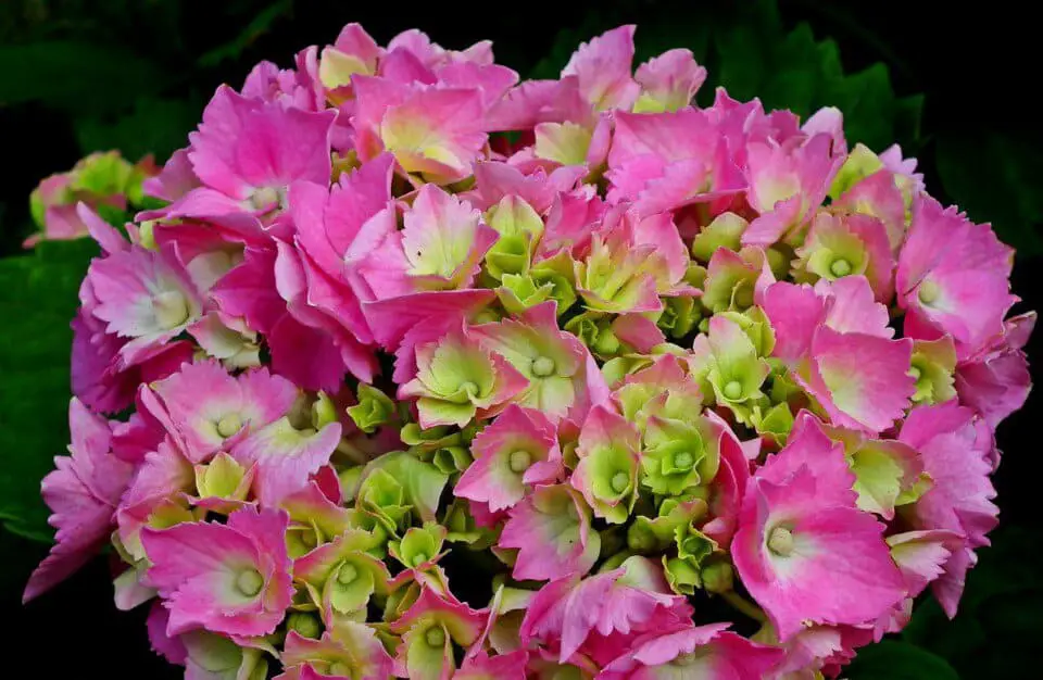 A hydrangea on the article Growing Hydrangeas From Seeds