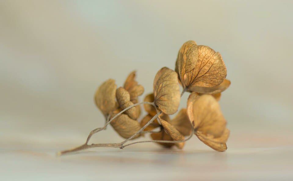 A hydrangea on the article Why is my Hydrangea Dying?