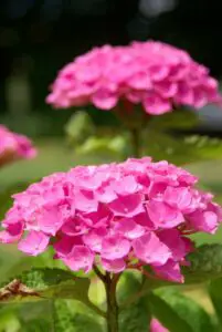 A hydrangea on the article How To Grow Hydrangeas In Texas