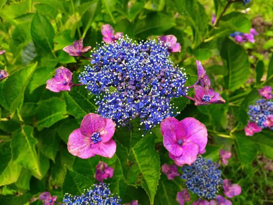 A hydrangea on the article How To Grow Hydrangeas In Texas