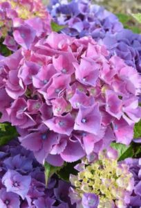 A hydrangea on the article Does a Hydrangea Like Direct Sun Light?