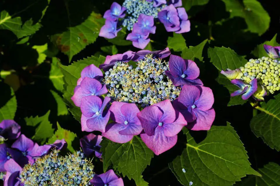 A Hydrangea on the article Hydrangea Light Requirements