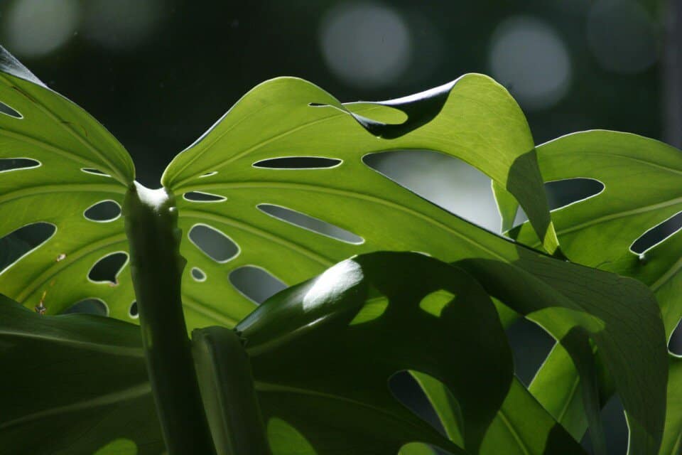 A monstera on the article Why are my monstera leaves cracking