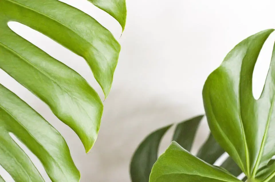 A monstera on the article Why is Your Monstera Leaves Turning Yellow