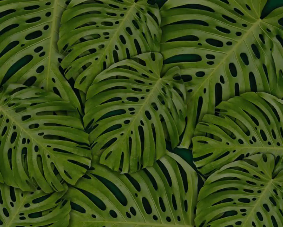 A monstera on the article How to Save a Monstera with Sunburn