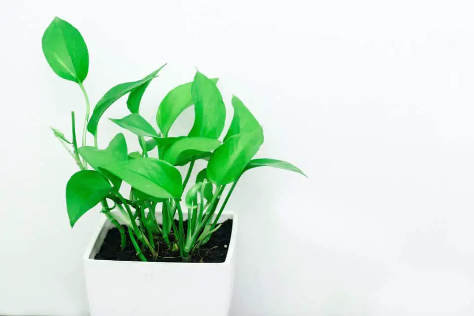 A pothos on the article Why is my Pothos Curling