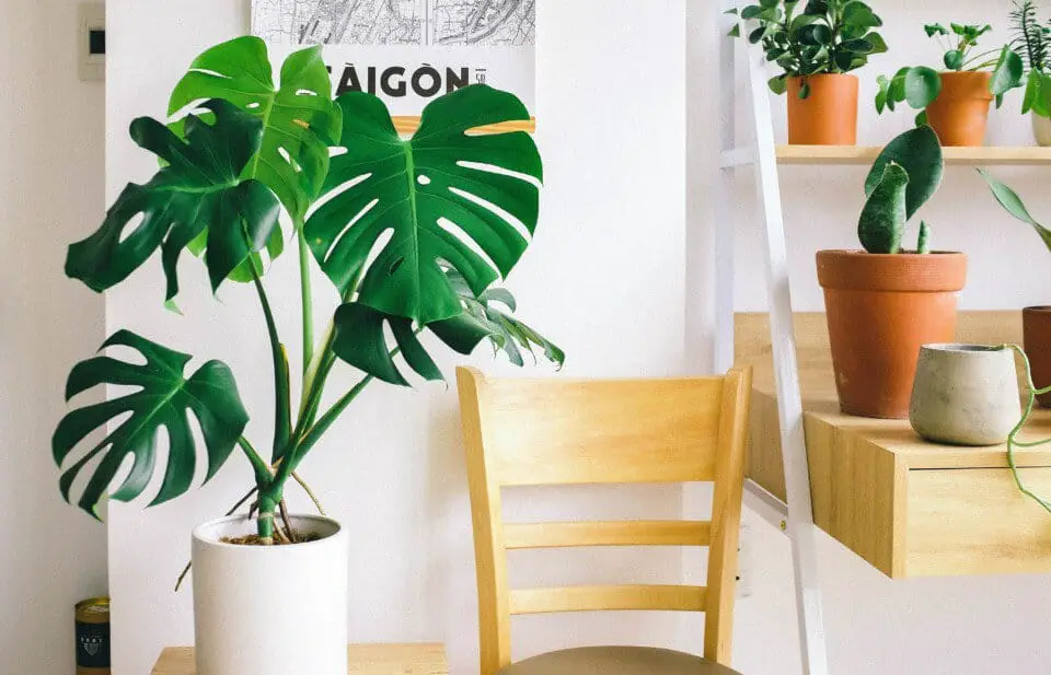 A monstera on the article Why are my Monstera Aerial Roots Shrivelling Up
