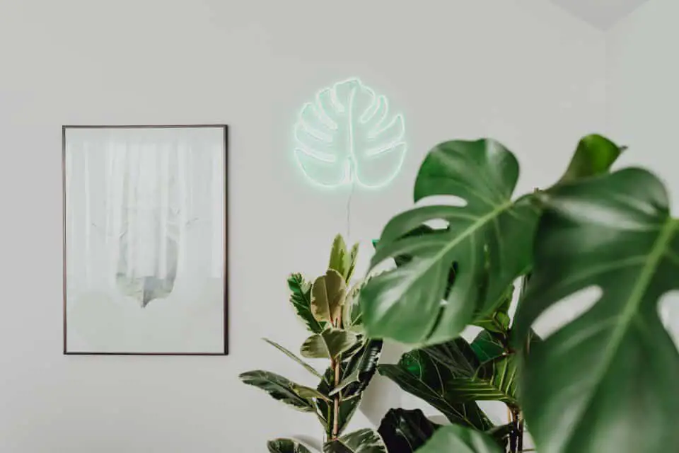 A monstera on the article Why is Your Monstera Turning Black