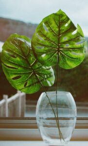 A monstera in a glass on the article Can you Grow Monstera in Water Only