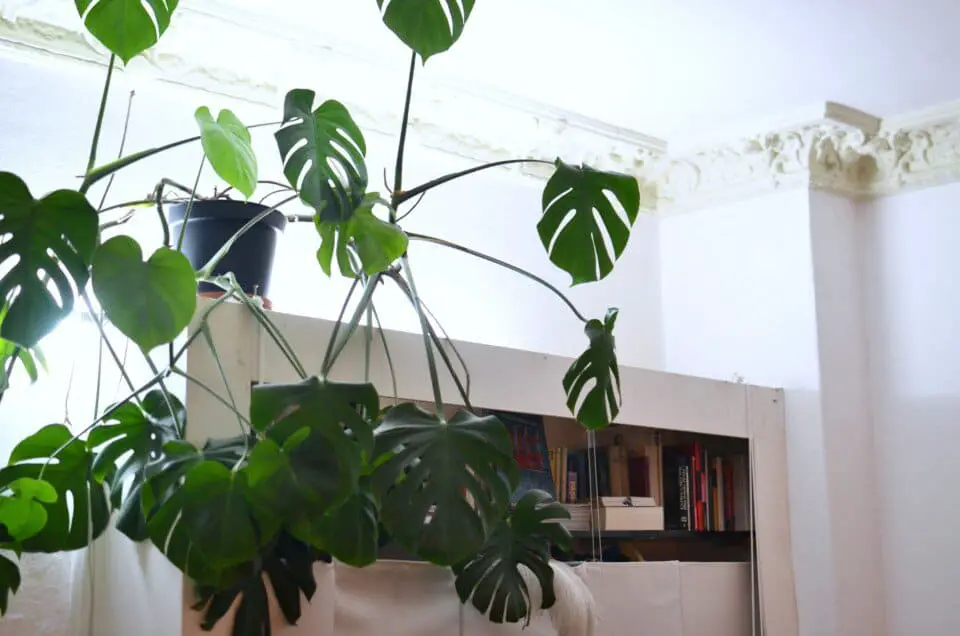 A monstera on the article Can you Grow Monstera in Water Only
