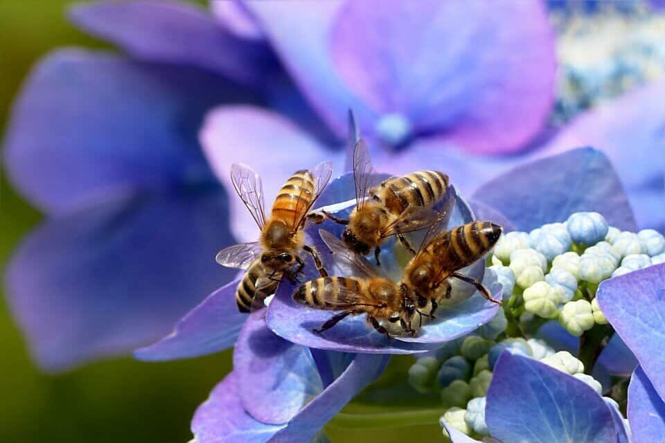 A hydrangea on the article Does a Hydrangea Attract Bees