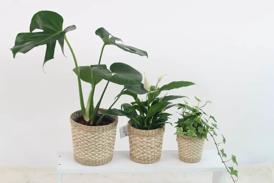 A monstera on the article How to Propagate a Monstera