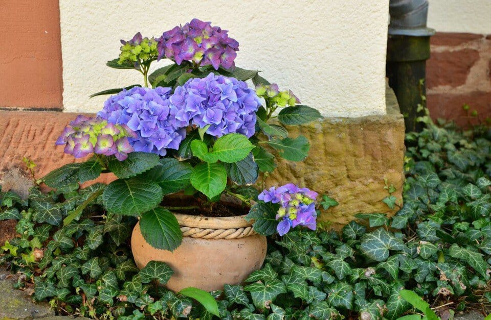 A hydrangea on the article Why is your Hydrangea Turning Brown & How to Fix it