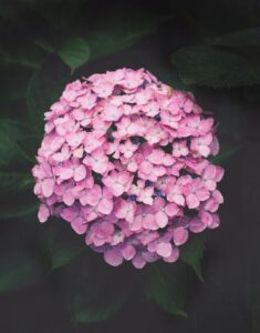 A hydrangea flower