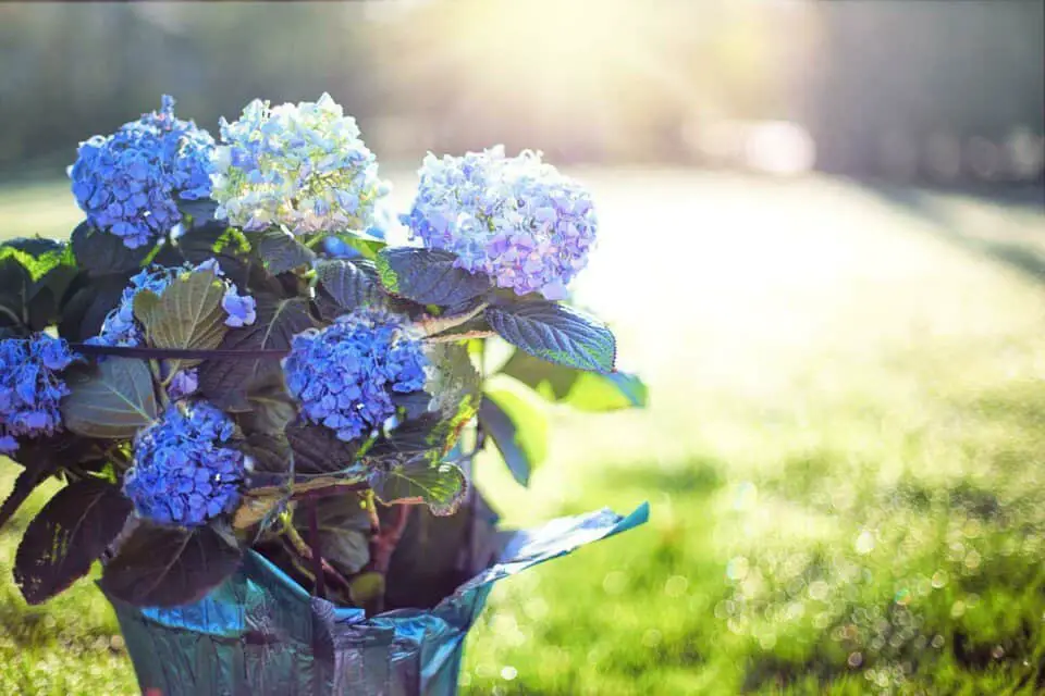 A hydrangea on the article How Deep are Hydrangea Roots