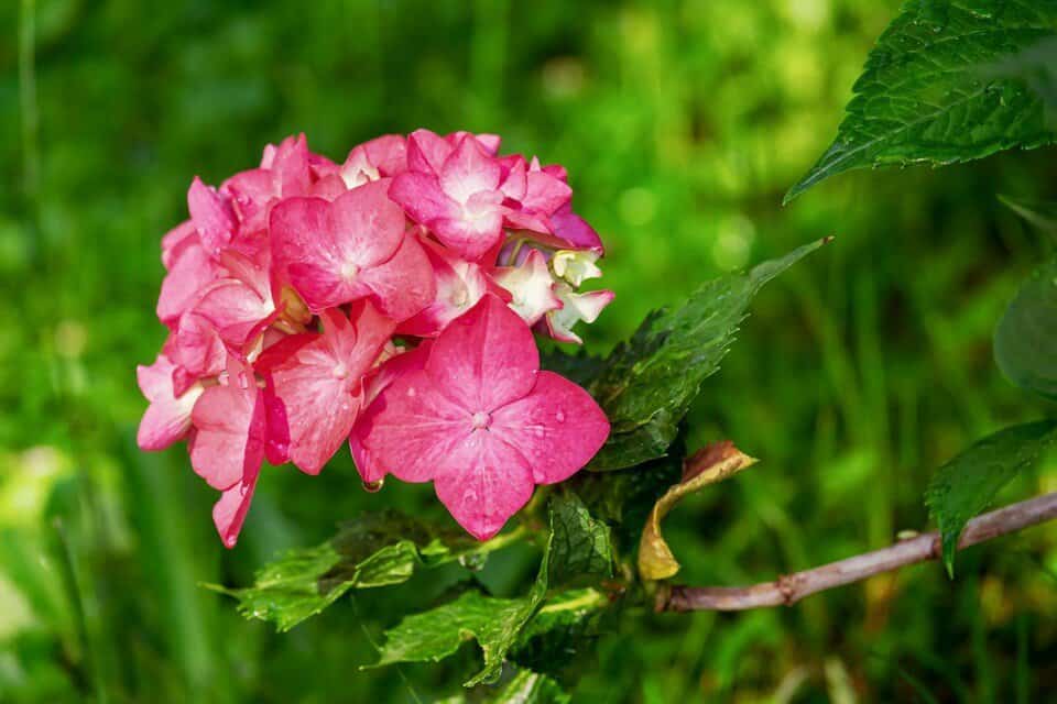 A hydrangea on the article Is a Hydrangea an Annual or a Perennial