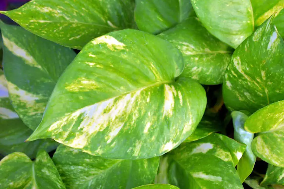 A pothos on the article Why is my Golden Pothos All Green